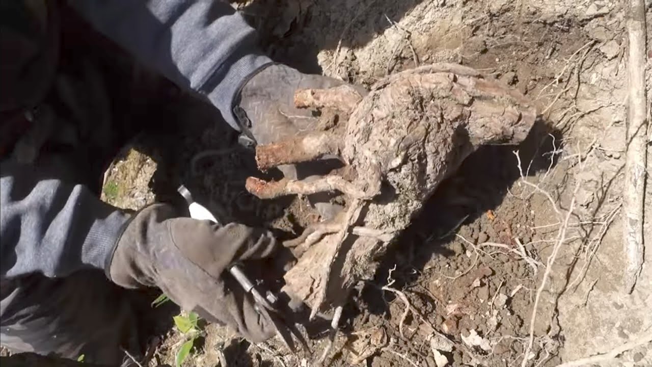 YAMADORI/Naturl Bonsai 　野ブドウ   ♯649