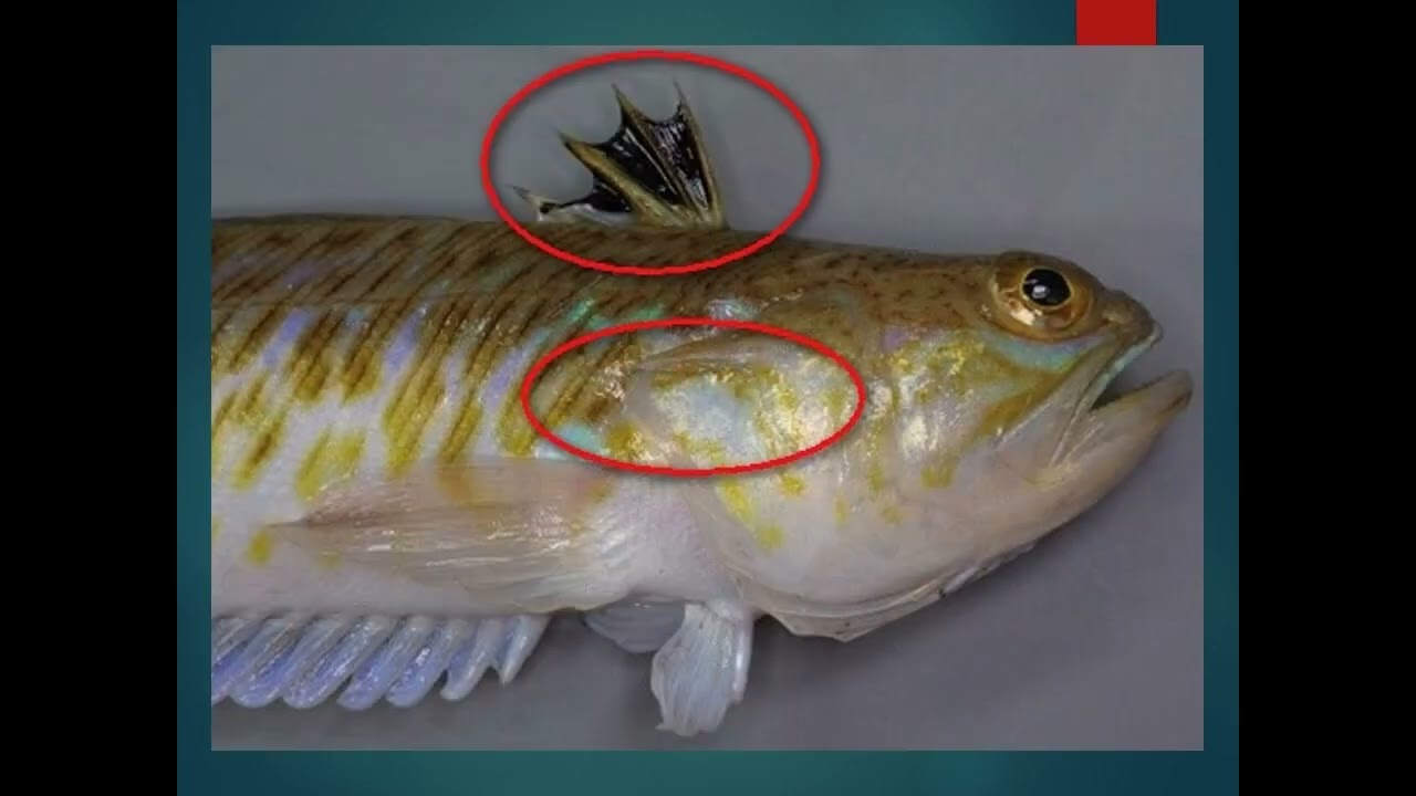 a closer look on the venomous weever fish