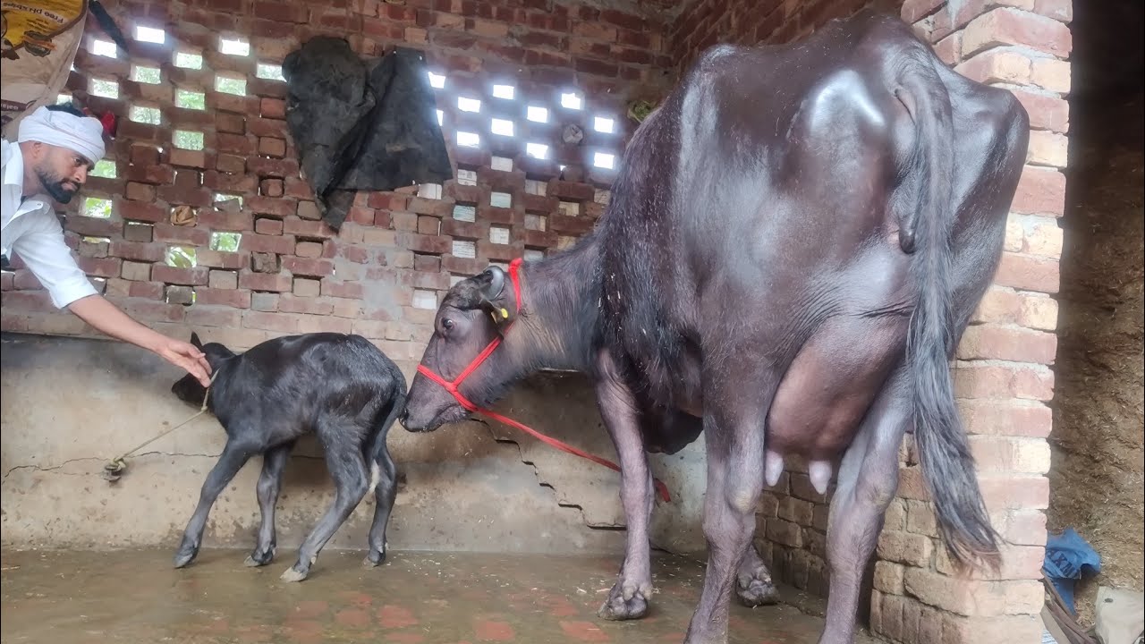 ਇੱਕ ਦੂਜਾ ਸੂਆ ਝੋਟੀ ਵਿਕਾਊ ਸੂਈ ਹੋਈ ਮਗਰ ਕੱਟੀ ਪਿੰਡ ਭਦੌੜ