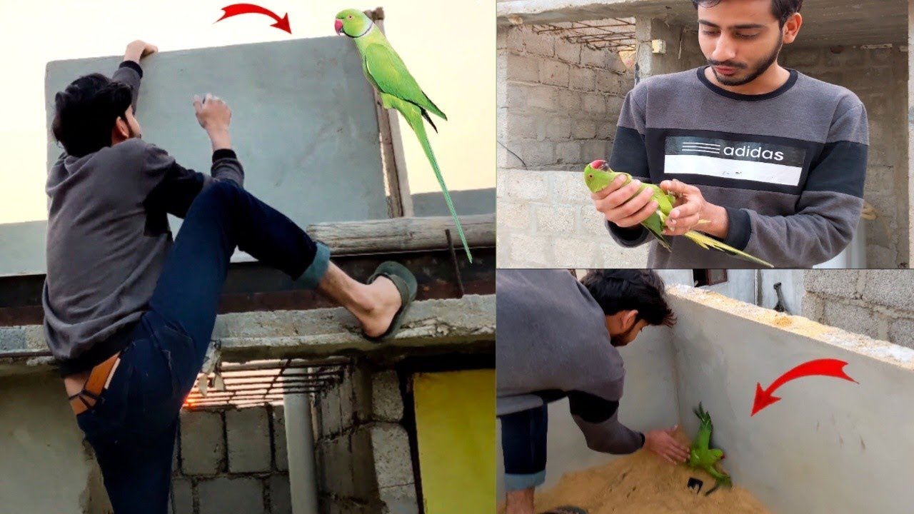 1 lakh KY Ring neck parrots pakad Liya 🦜🦅