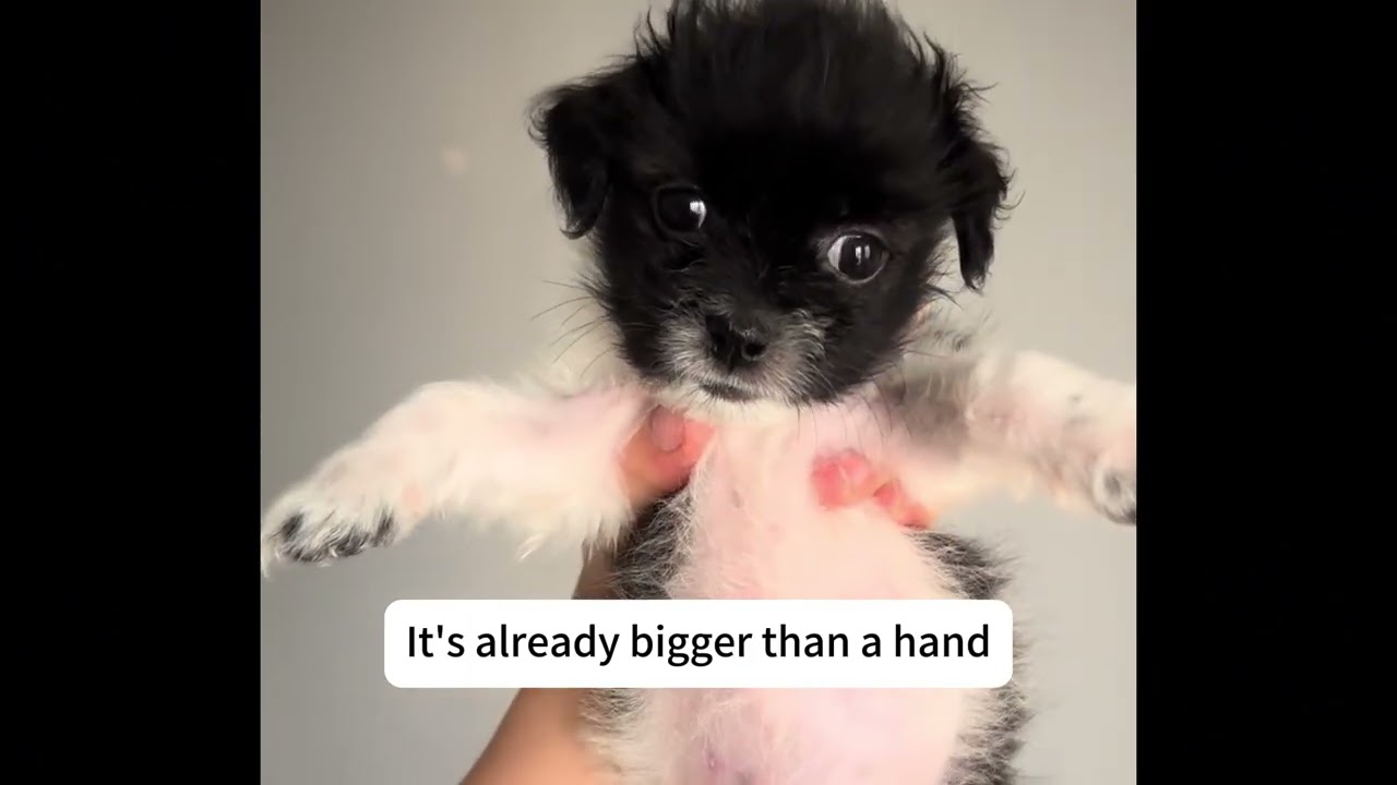 The daily changes of the rescued puppy from 0 to 9 months#dog #funny #doglife #help #love #world