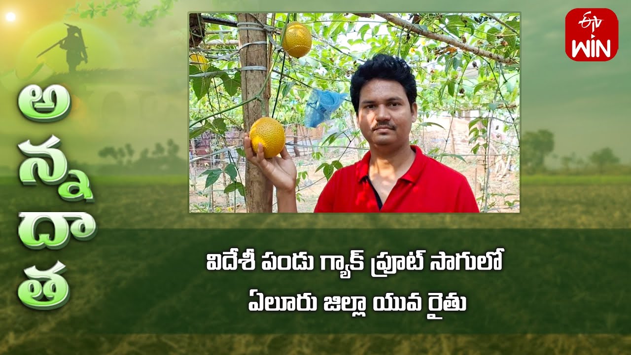 GAC fruit farming for first time in Telugu states by Elluru farmer | ETV