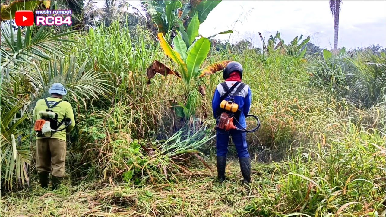 Masih bersama mas Roy Potong Rumput tinggi di kebun sawit #rc84