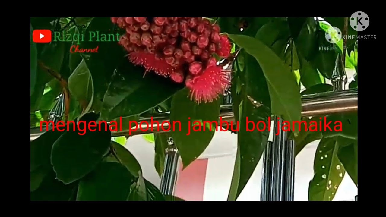 Ciri Ciri Pohon dan Buah Jambu Bol Jamaika