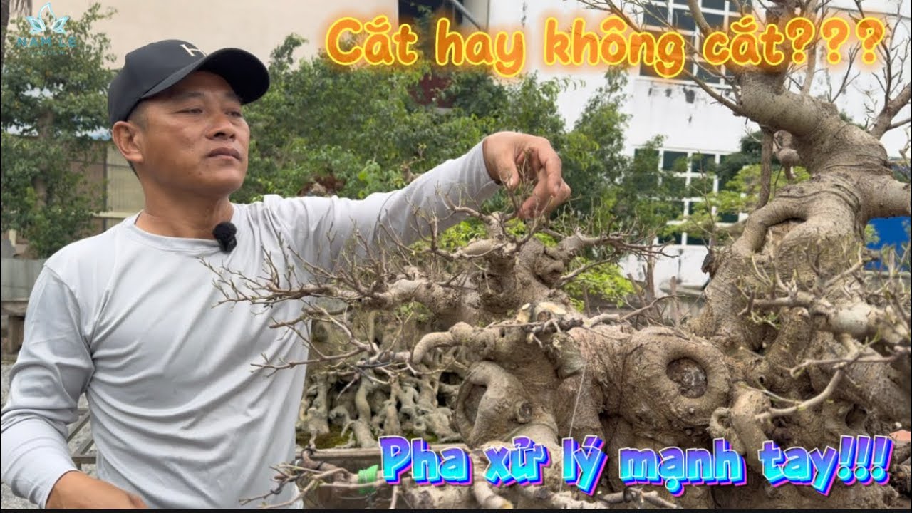 Cắt Hay Không Cắt? Pha Xử Lý Mạnh Tay Của Nam Lê Với Cây Sanh Trực Hoành