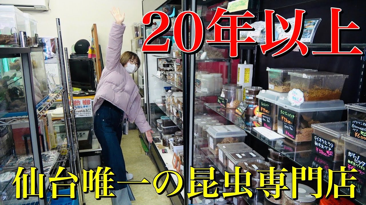 老舗の昆虫ショップに三年以上ぶりに訪れたら興奮しかなかった件