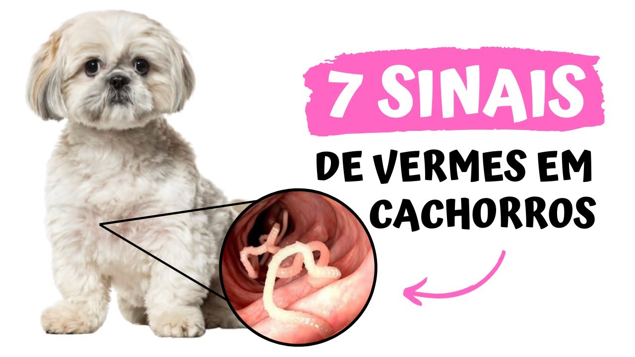 7 SINAIS DE VERMES EM CACHORROS