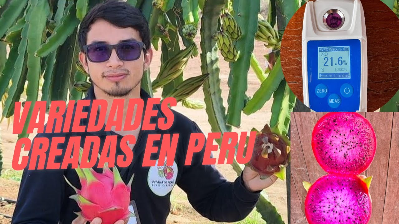 💫🐲 PITAHAYAS TARDÍAS con potencial de exportación desarrolladas en PERÚ🇵🇪 ING ELVIS CARRERA#pitahaya