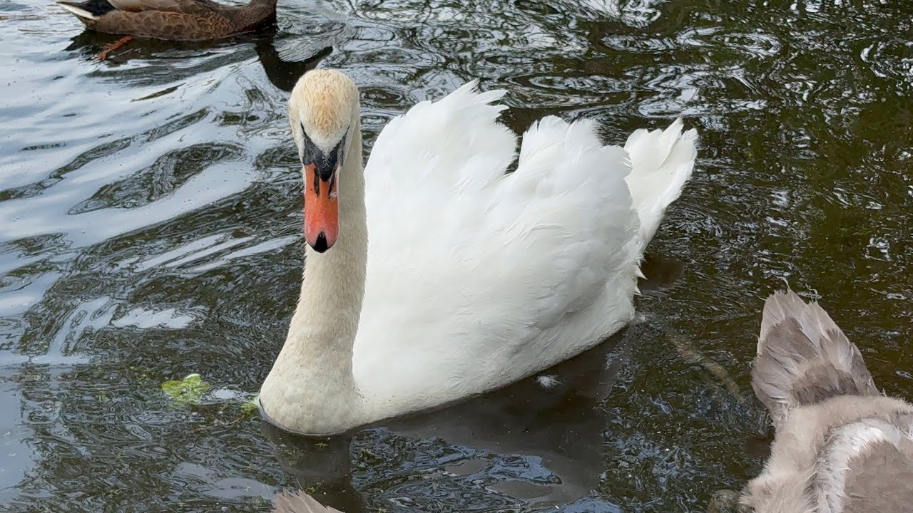Swan Family Greet Each Other Then Have Seeds. (John & Alexa) Cygnets, 3 Months Old! 7 July, 2025. 