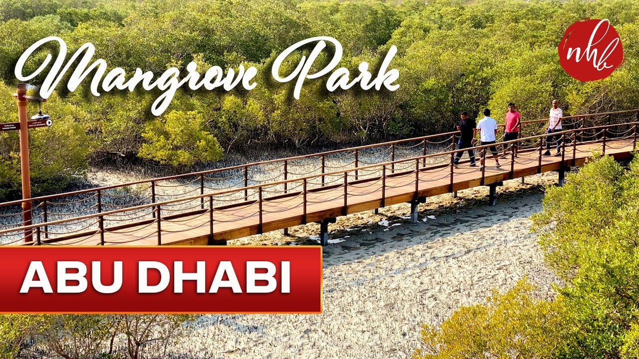 Abu Dhabi Mangrove Park Walk | Al Jubail Mangrove Park | UAE - 4K
