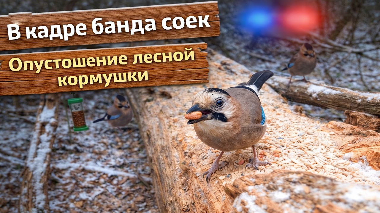 10 минут у кормушки в диком лесу | Another Wild Forest Feeder.  Ep .1