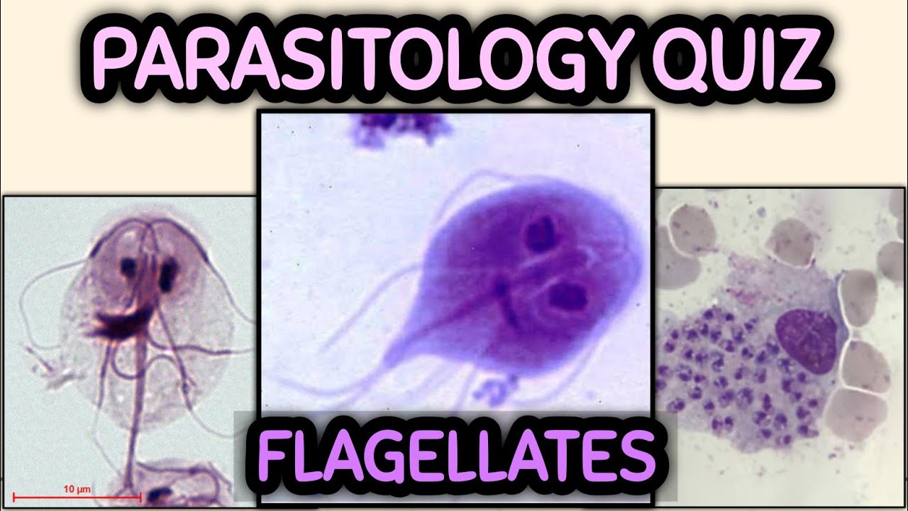 Parasitology Flagellates Quiz | Medtech Review 