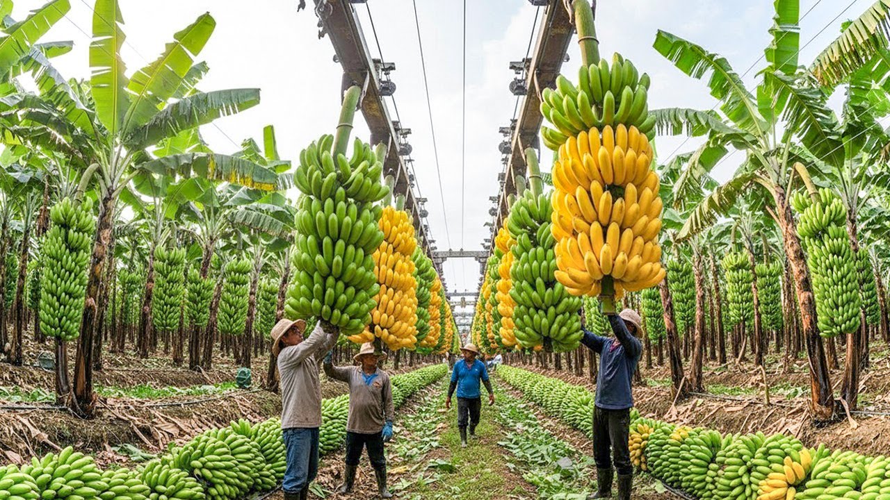 How to Harvest and Process Millions of Bananas in India | Banana Chips Factory