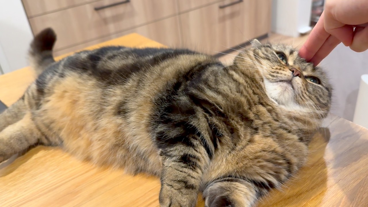 許せニャスケ&hellip;これで最後だ