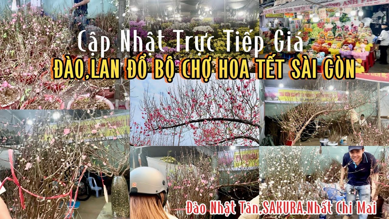 BẤT NGỜ HOA CHƠI TẾT ! TRỰC TIẾP HỎI GIÁ ĐÀO NHẬT TÂN TUYẾT MAI MỘC LAN ĐÀO SAKURA NHẤT CHI MAI 2026