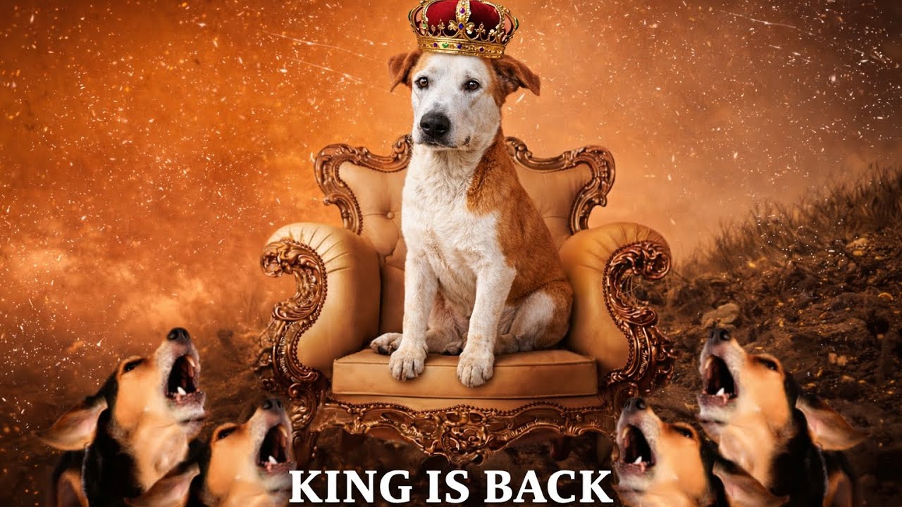 King is back 100 km#minivlog #unfrezzmyaccount 