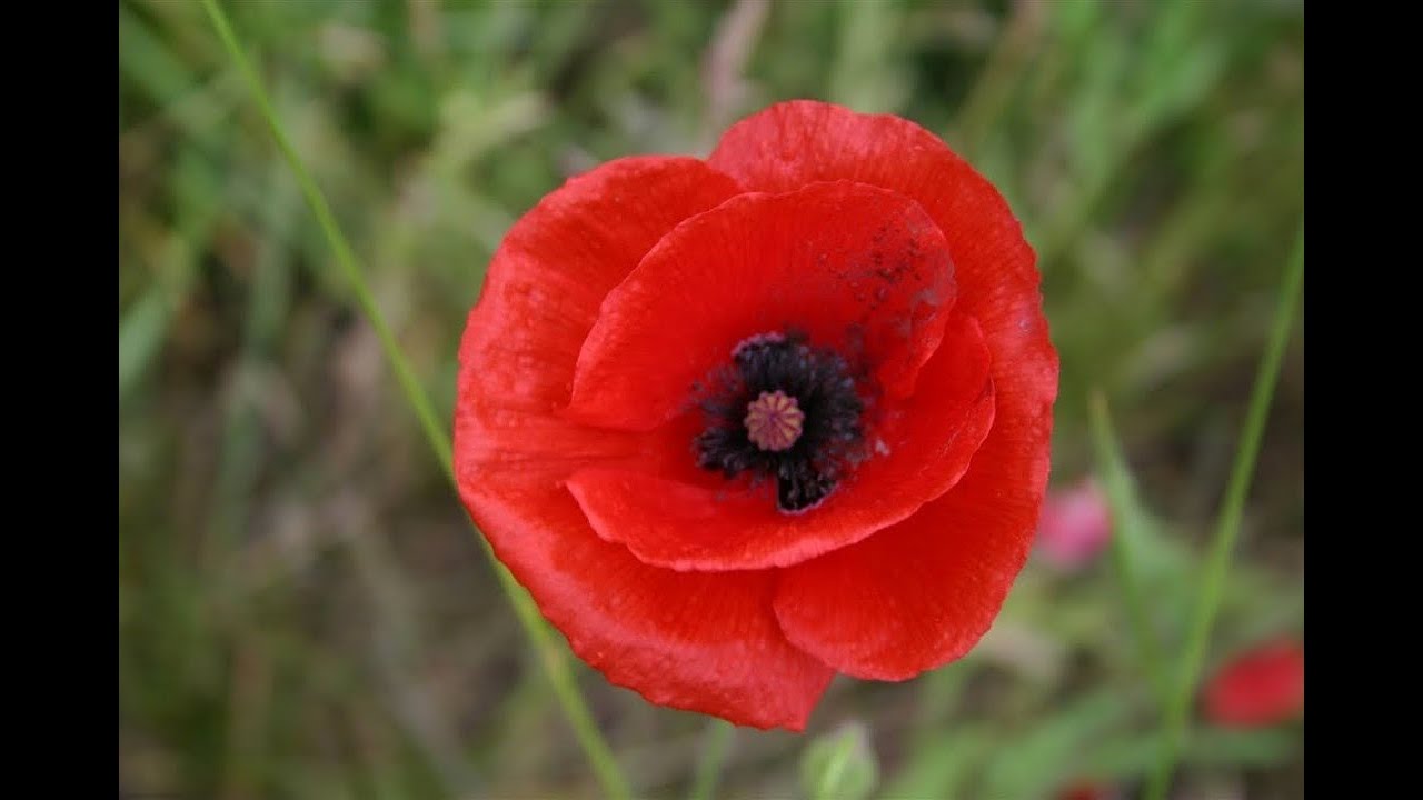 Sunday 9th November 2025 - Remembrance Sunday