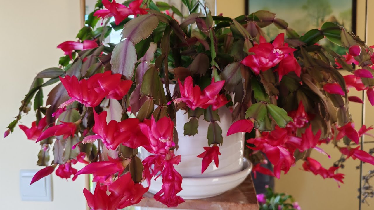 #Flores de Natal! Minhas decorações Natalícias 😅😅. Semana de granizo 😬🥶