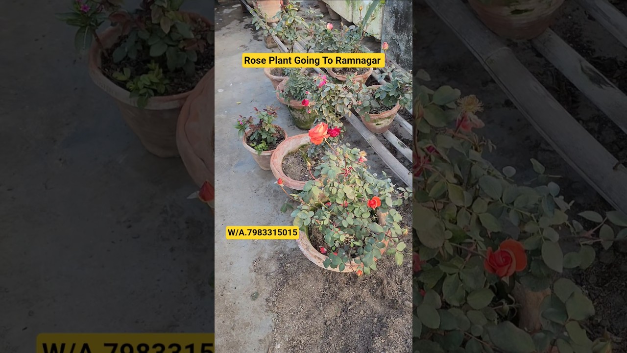 Rose Plant Online Sell In India🌹Rose Plant Sell🌹