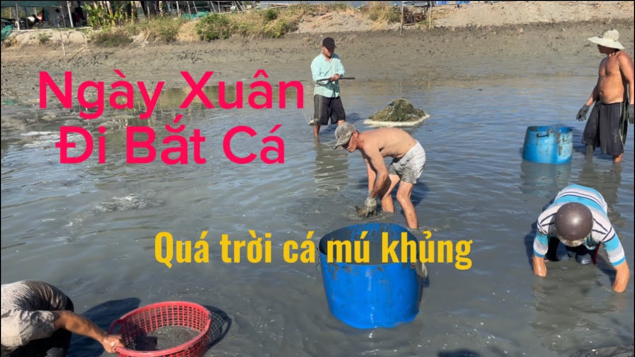 xã đìa bắt cá vào ngày xuân thấy cá nhiều ham quá 