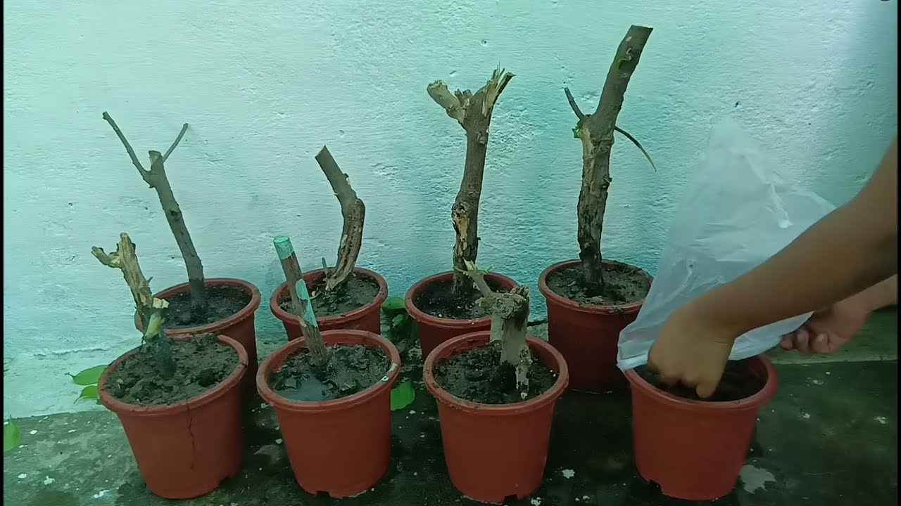 How to Grow Bougainville from Cuttings/ बोगनवेलिया  लगाने  का  सही तरीका 