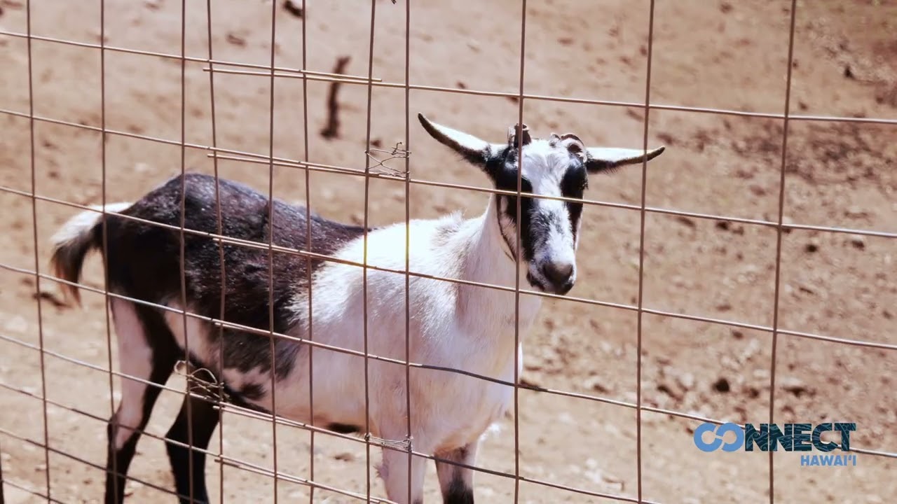 Surfing Goat Dairy