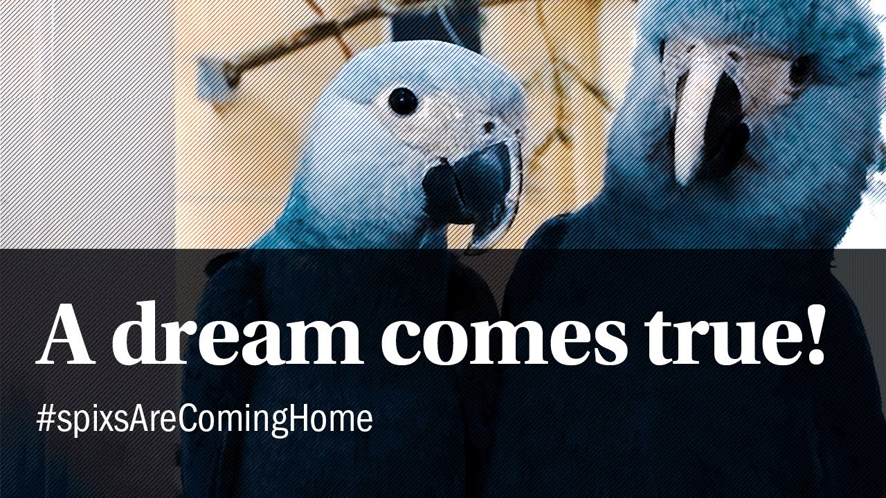 Spix's Macaws - coming home #spixsAreComingHome