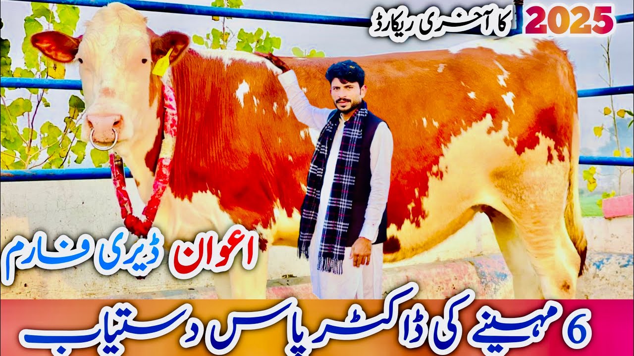 Awan Dairy Farm Sargodha | Premium Heifers For Sale | Dairy Farm Pakistan