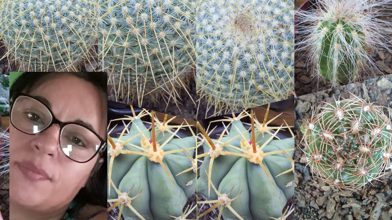 Mais CACTOS: T&ocirc; Proibida de Comprar CACTOS! (Cactos que Ganharam meu Cora&ccedil;&atilde;o)