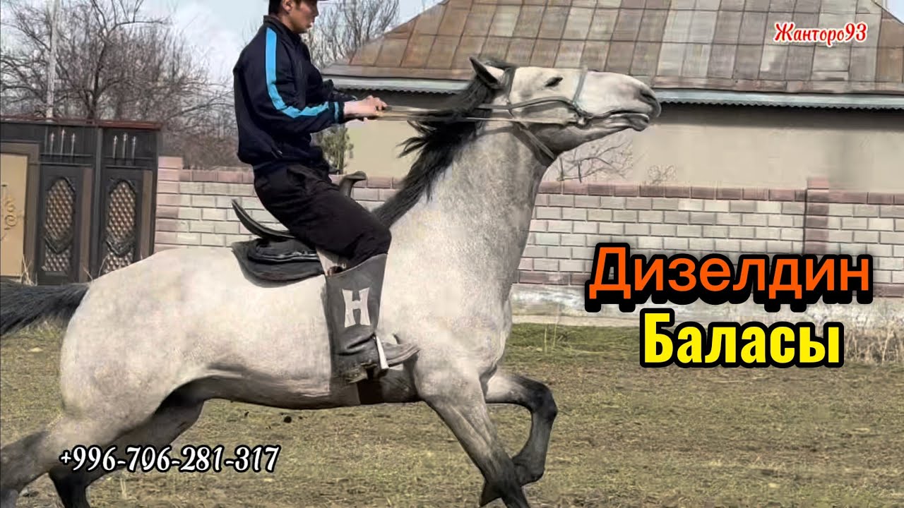 Дизелдин баласы Ат алам дегендер коргуло 19 марта 2026 г.