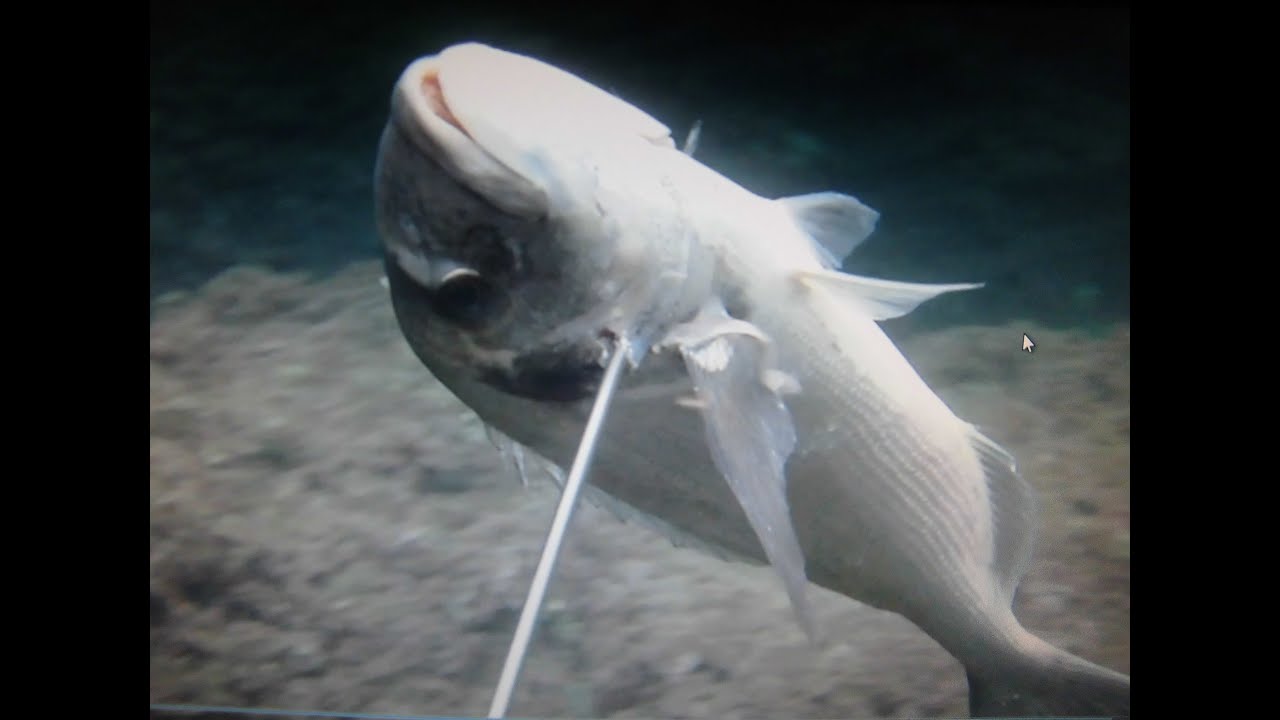 Pesca submarina desde superficie, 0 metros- 2ª parte JM-QJ/ spearfishing from surface 2