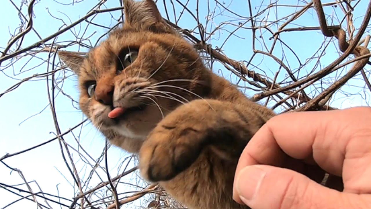 公園で追いかけっこして遊ぶ父と娘猫