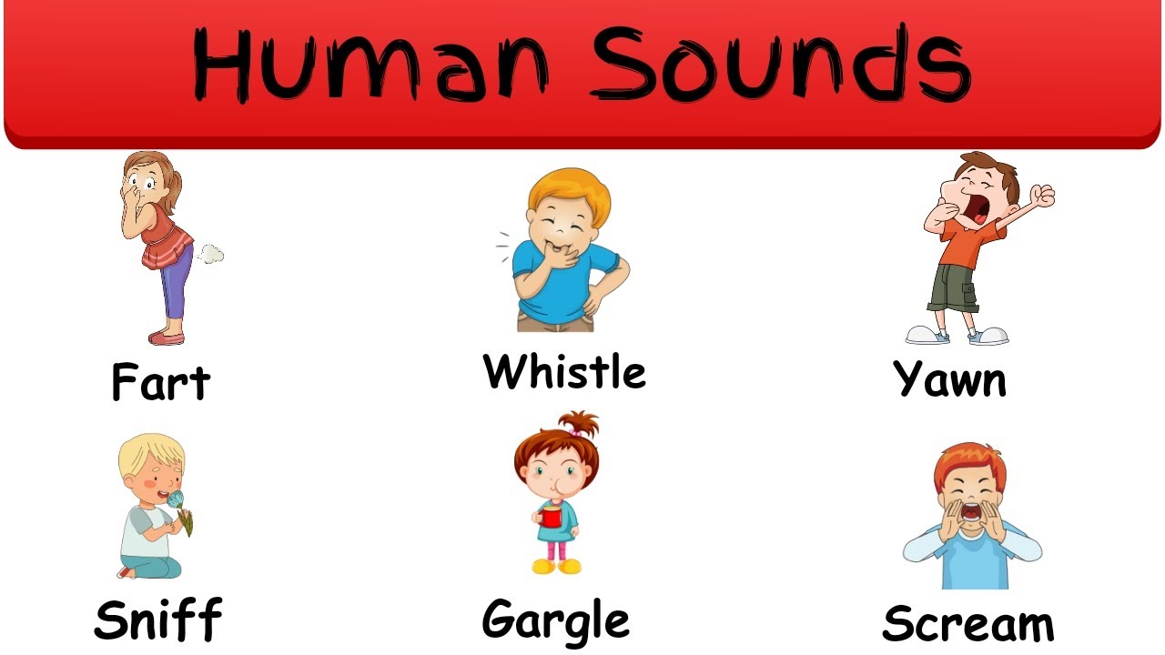 Human Sounds | Human Body Sounds In English | Learn English @paxberrytv