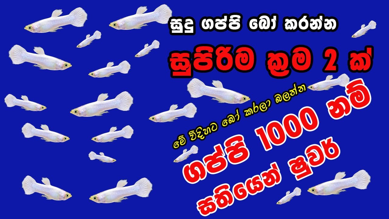 Guppy fish care sinhala |Sudu guppy breeding |Guppy Sinhala