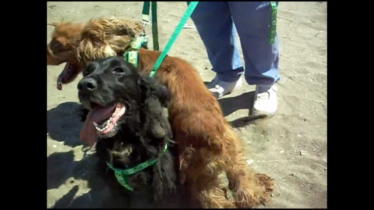 Animalinneed: Neglected Cocker couple looking for a home!