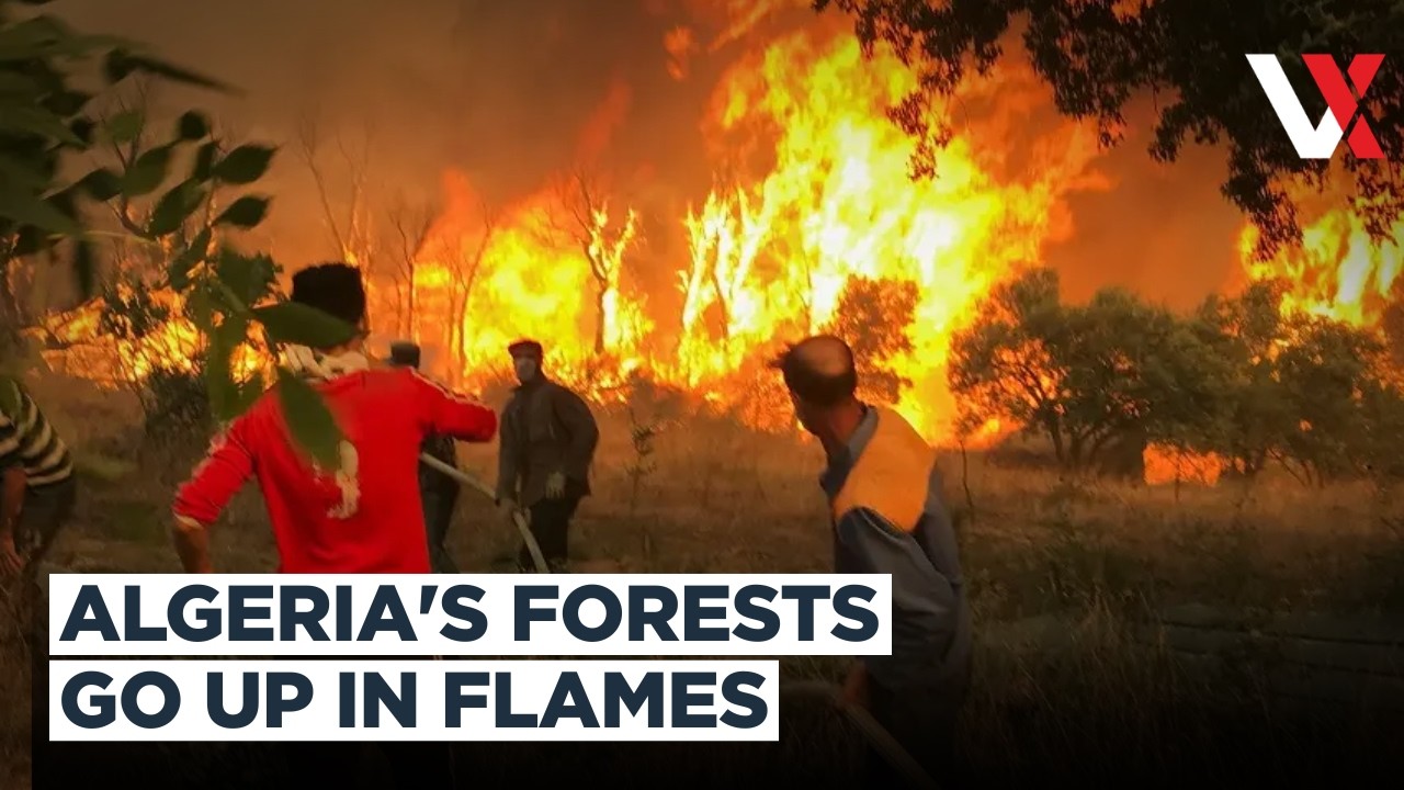 172 Fires In 24 Hours! Algeria Battles Massive Wildfire Outbreak Across Provinces | VERTEX