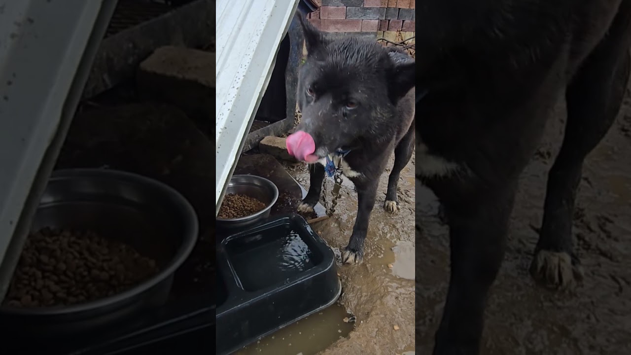물이고여 괭이로 파니🐕🐕숨겨놨군 뼈다귀하나 나와서 씻어주고 🤣🤣🥵🙏