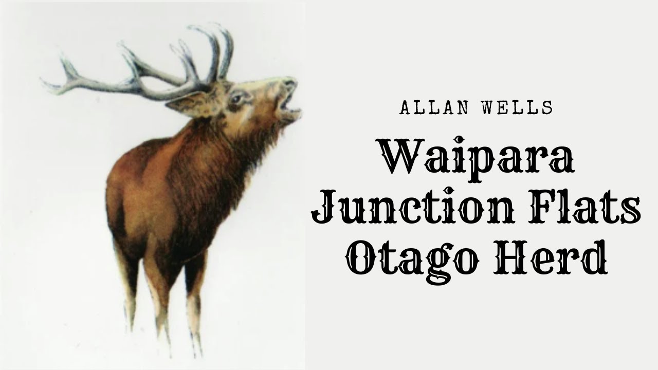 The Otago Herd Allan Wells; Waipapa Junction Flats, Arawhata Valley 1960