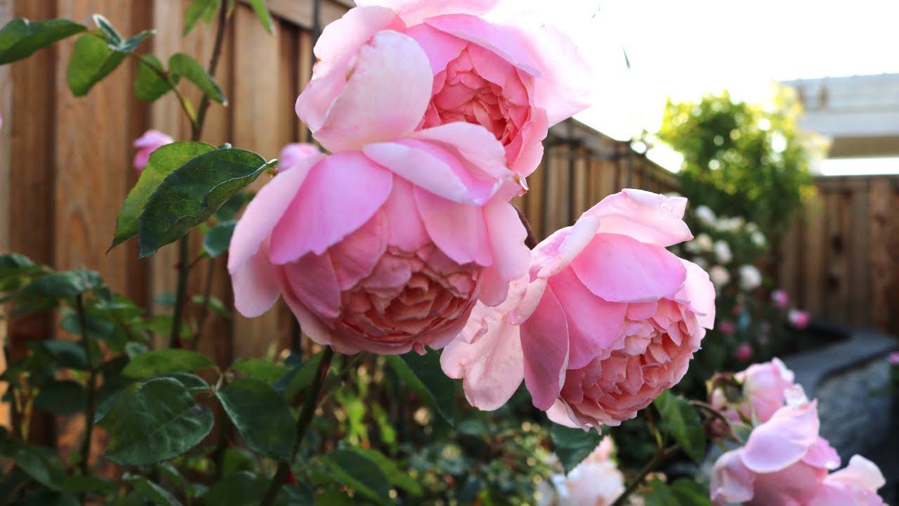 David Austin The Alnwick Rose 2nd Year Spring Flush