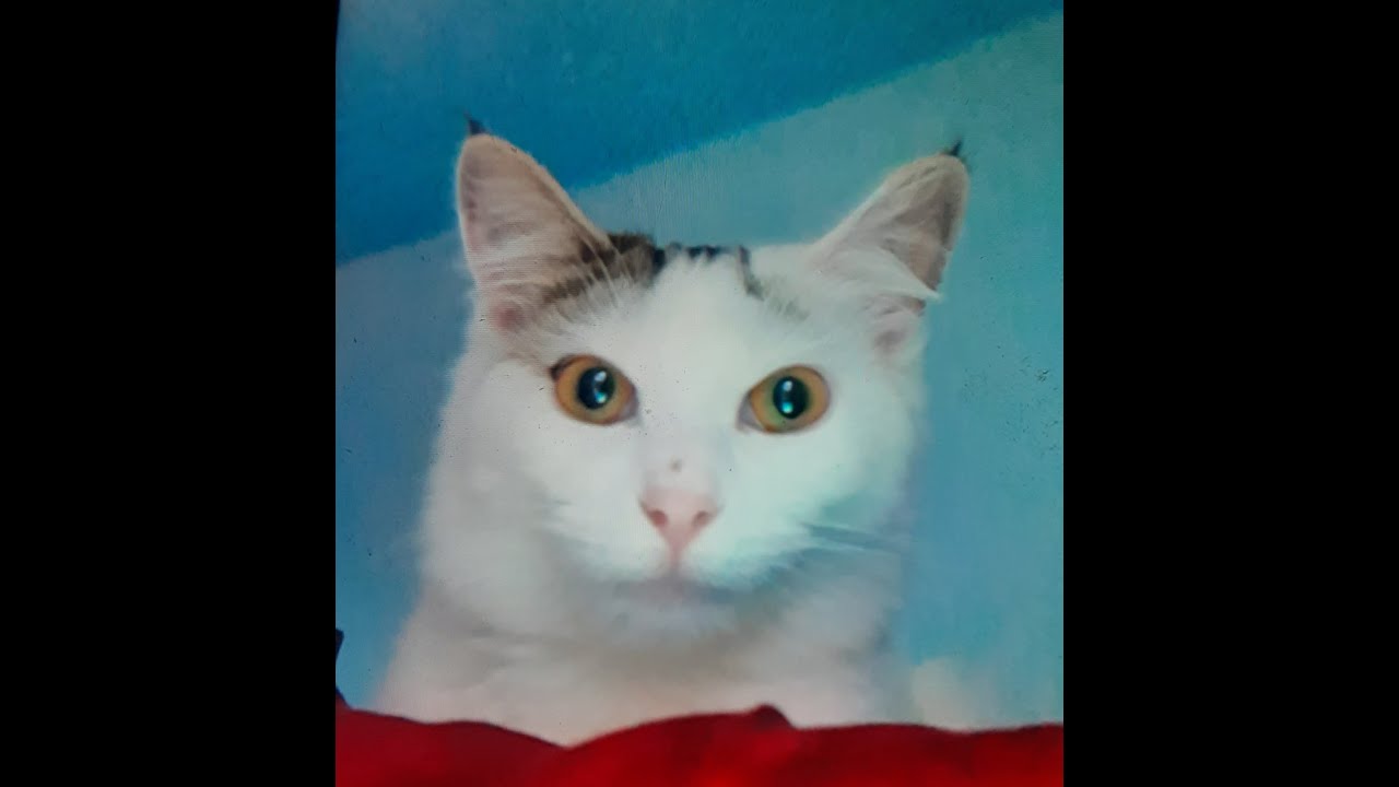 Please help me to feed the cats in my neighborhood!