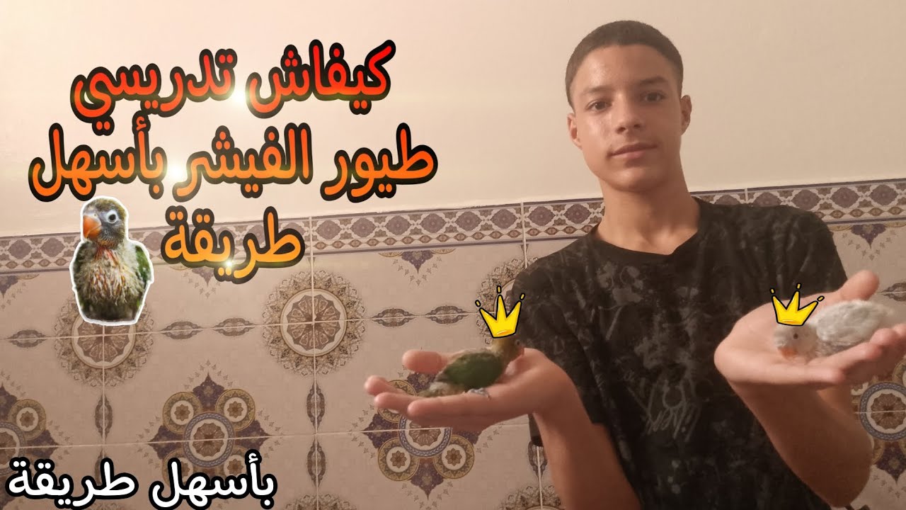 كيفاش تدريسي طيور الفيشر صغار🐣 بأسهل طريقة كل ما تحتاج لترويض سوف تجده في هذا الفيديو