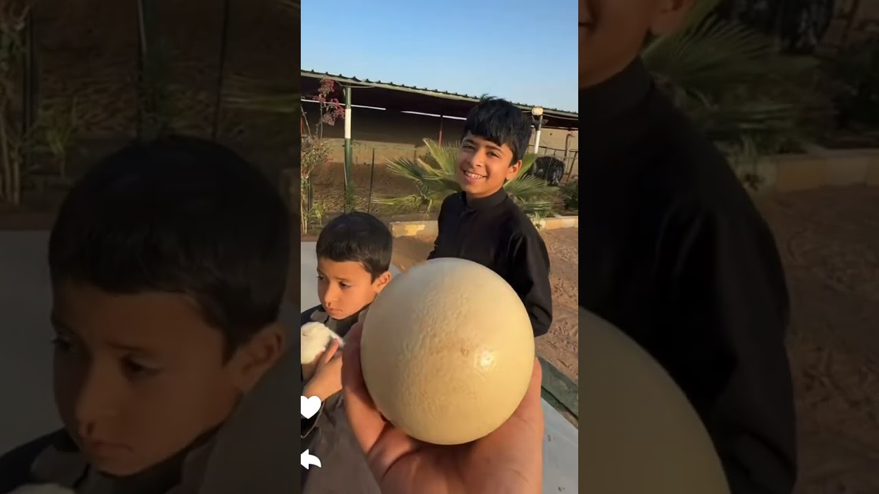 نجرب نفتح بيض النعام بالدريل / سنابات ابو ناصر