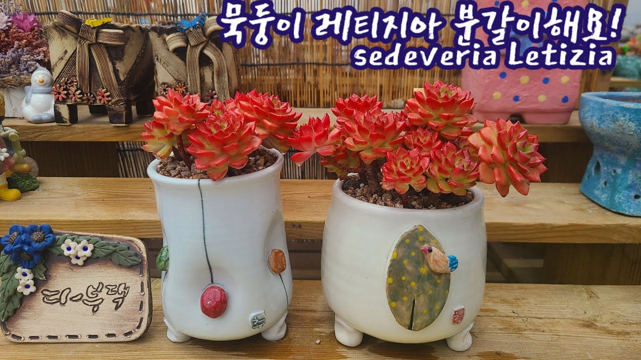묵둥이 레티지아 분갈이해요! 야무지게 합식해놨네요! 공기뿌리 자꾸 생겨서 분갈이해줍니다!