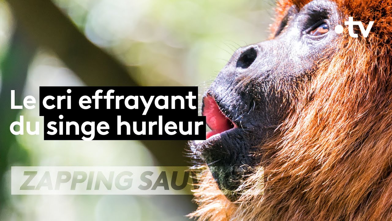 Ce singe crie comme Godzilla ! - ZAPPING SAUVAGE