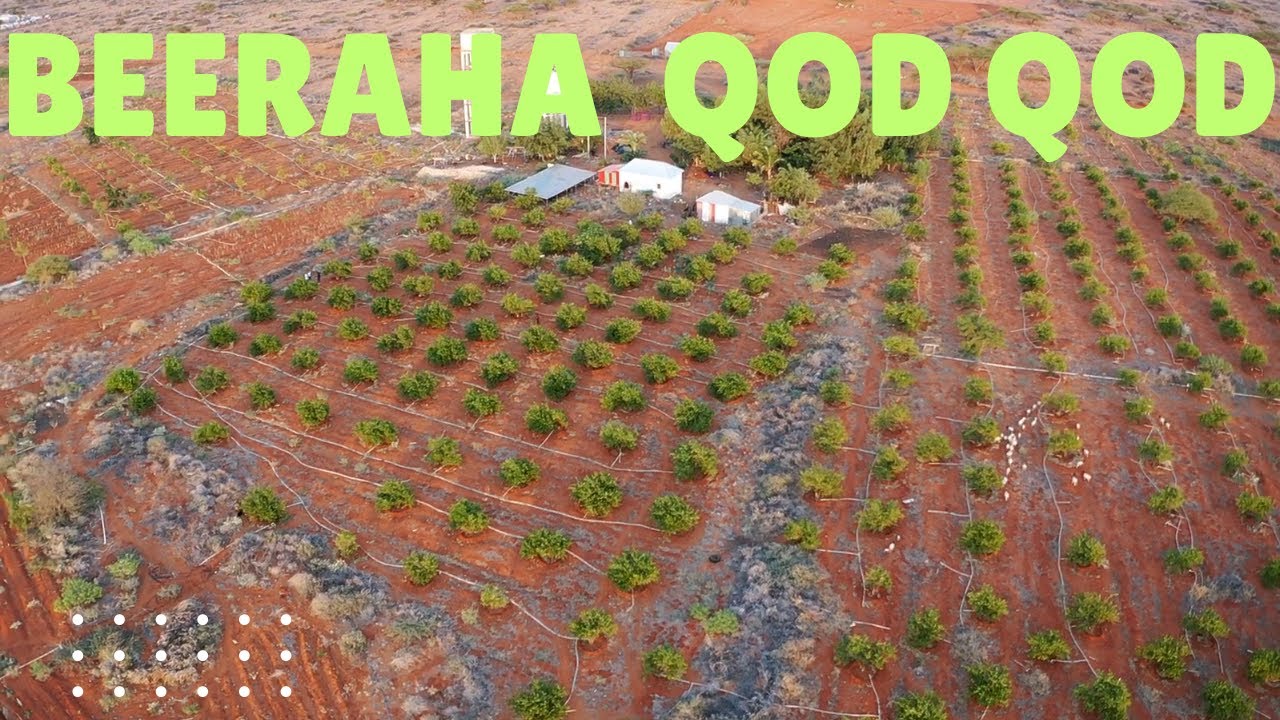 Dadka Beera leyda Ee Ku nool Degmada Qodqod Ayaa codsanaya In ay Helaan cel Biyod