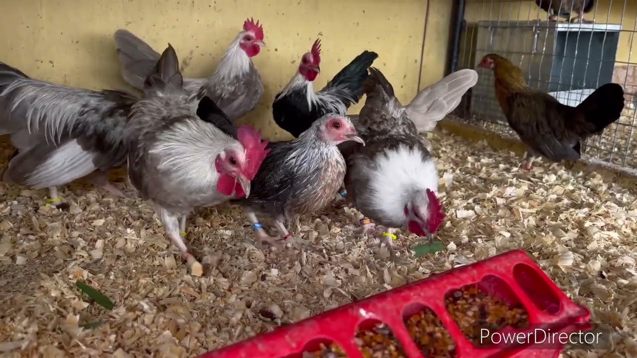 Una exageración de pollos está temporada ya no sé en donde ponerlos