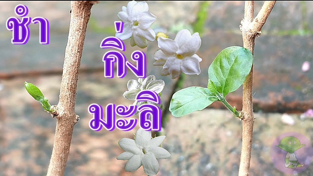 วิธีการปักชำกิ่งต้นมะลิ กับดิน วิธีที่ 3