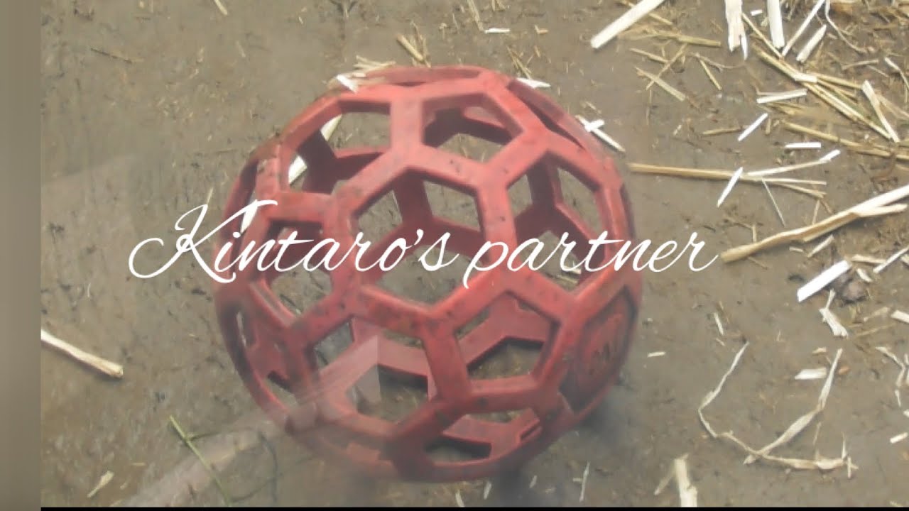 Kintaro's precious red ball🔴 got stuck between the rocks😂🦍💦