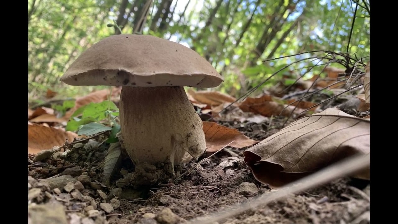 2025 08-10 BOSCHI DEL CASENTINO ALLA RICERCA DEI PORCINI