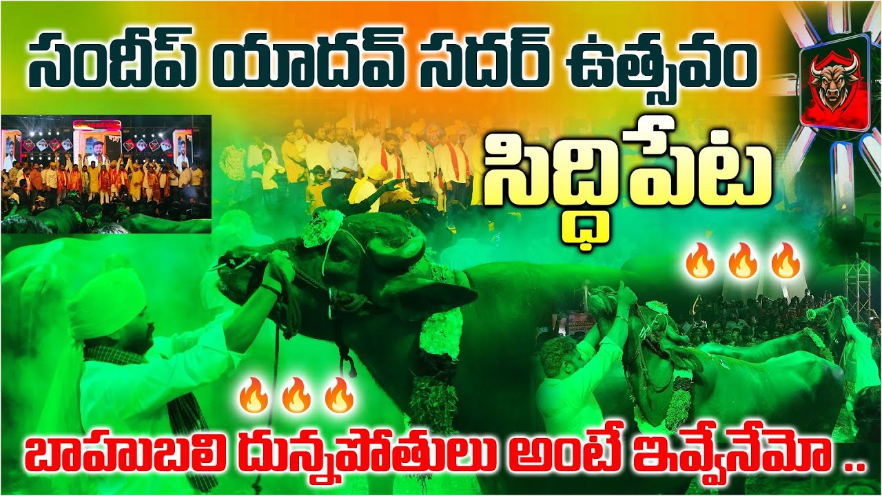 Siddipet Sadar Sayyata | Sandeep yadav #sadar #sadarfestival #sadar2024 #siddipet #trending